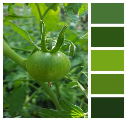 Garden Green Tomato Tomato Image
